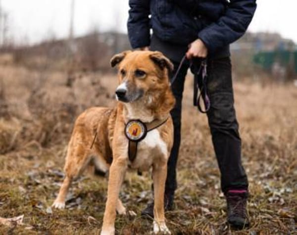 FOX sucht liebevolles Zuhause!