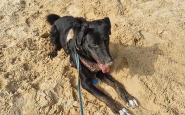 Rabenschwarzer Schmusebär Ono