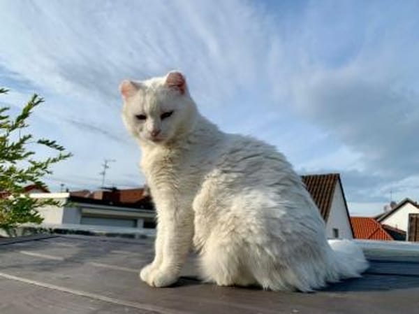 Geschwister Frieda und Mona