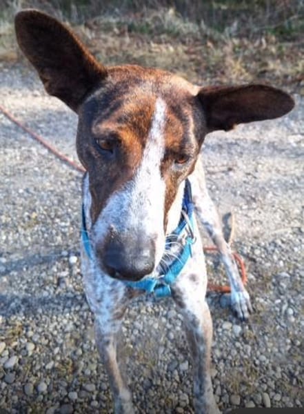 Verschmuste Suki wartet in München