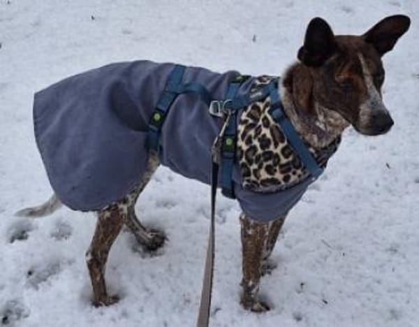 Verschmuste Suki wartet in München