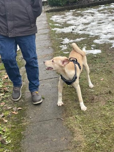 Verschmuster Yaro❤ sucht liebes Heim