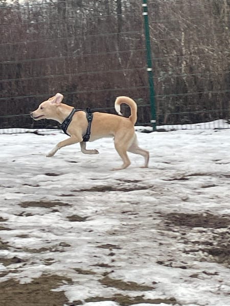 Verschmuster Yaro❤ sucht liebes Heim