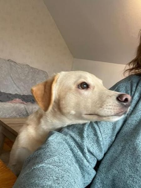 Verschmuster Yaro❤ sucht liebes Heim