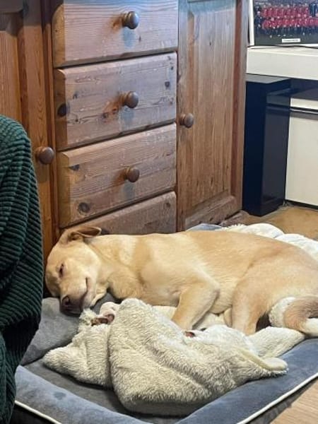 Verschmuster Yaro❤ sucht liebes Heim