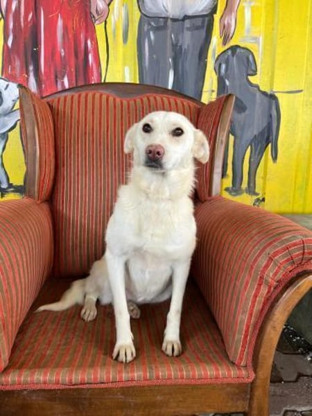 Süße Daisy sucht ein Für-Immer-Zuhause