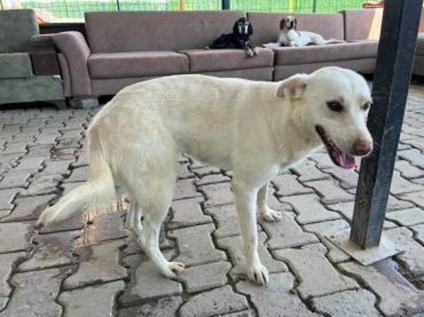 Süße Daisy sucht ein Für-Immer-Zuhause