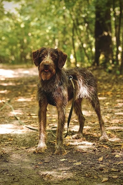 Fulmine - sensibler Rüde auf PS in D