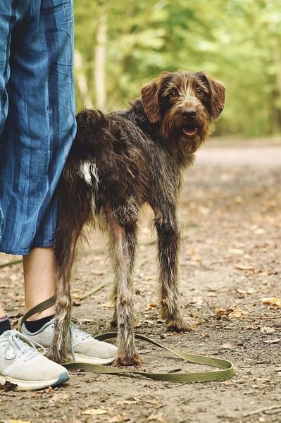Fulmine - sensibler Rüde auf PS in D