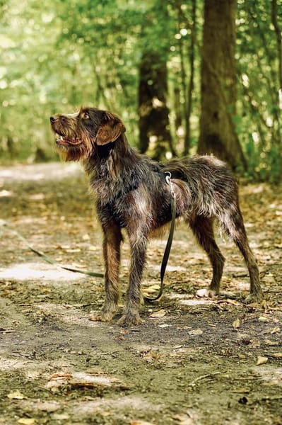 Fulmine - sensibler Rüde auf PS in D