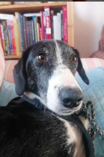 Genießerschnute ♥Mona♥ in 01640 Coswig