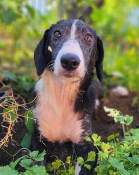 Genießerschnute ♥Mona♥ in 01640 Coswig