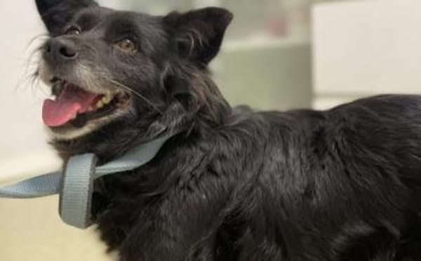 Zuhause gesucht für Misa