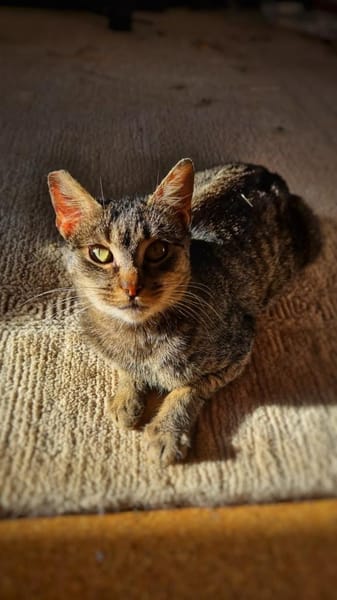 Zuhause gesucht für Kleo