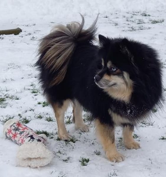 Karkusa in 27478 Cuxhaven #