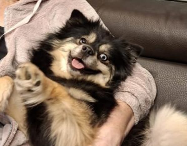 Karkusa in 27478 Cuxhaven #