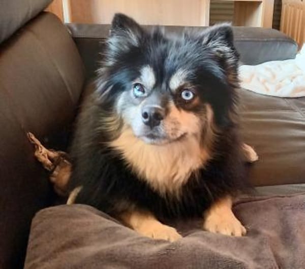 Karkusa in 27478 Cuxhaven #