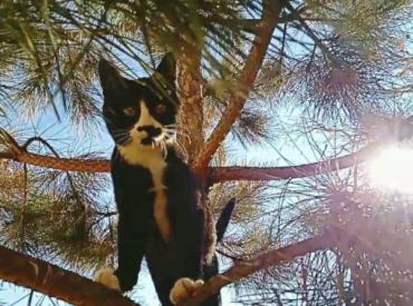 Verschmuster Roj möchte so gerne raus!