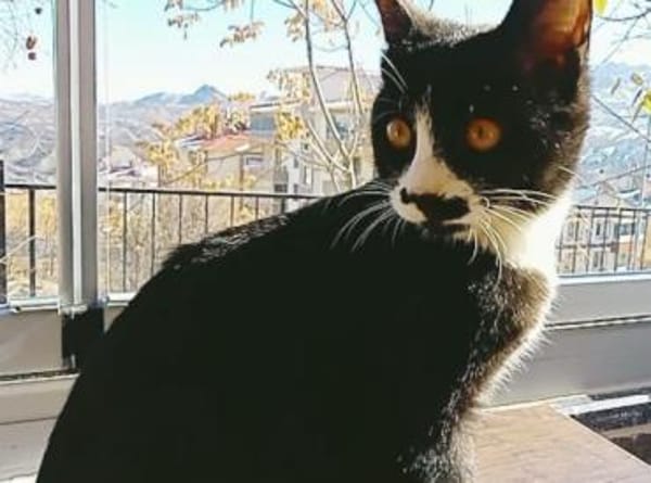 Verschmuster Roj möchte so gerne raus!