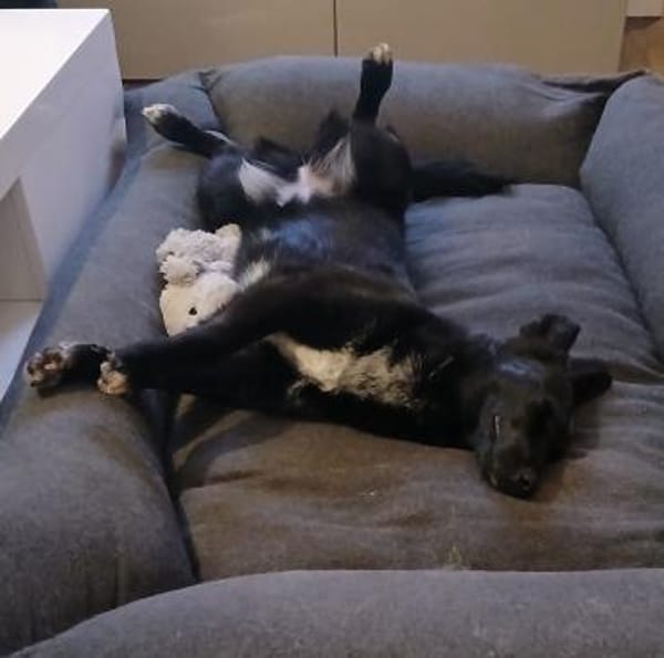 Elly , Traumhündin sucht ihre  Menschen