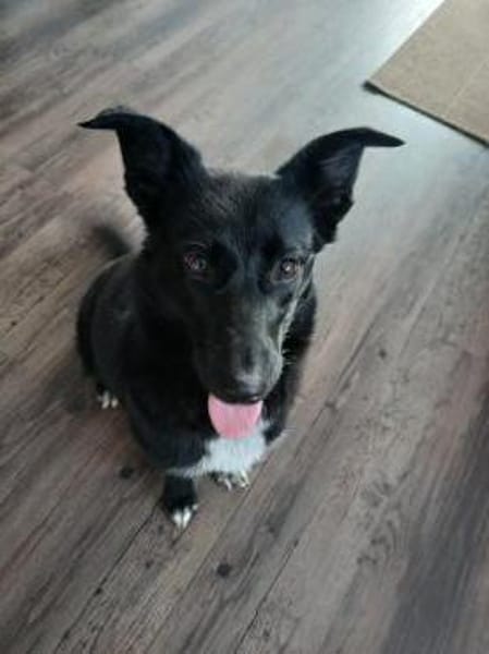 Elly , Traumhündin sucht ihre  Menschen