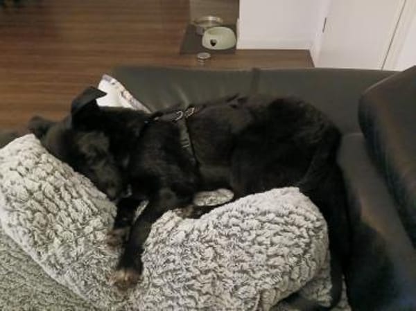 Elly , Traumhündin sucht ihre  Menschen