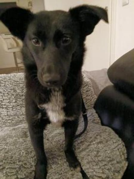 Elly , Traumhündin sucht ihre  Menschen