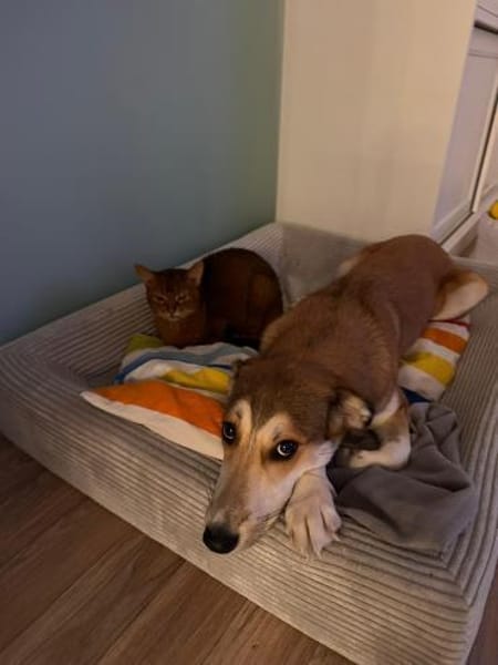 Josi, jung und liebenwert sucht