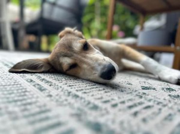 Josi, jung und liebenwert sucht