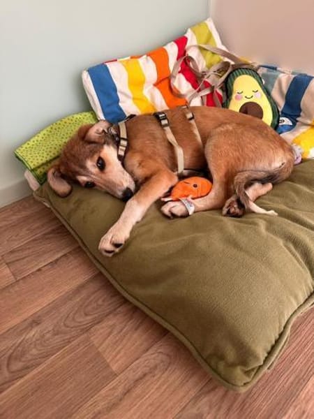 Josi, jung und liebenwert sucht