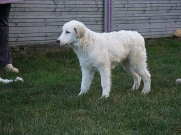 Sullo möchte seine Menschen finden