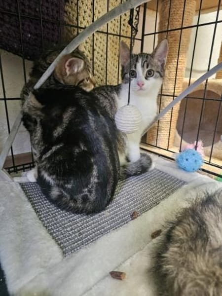 ABBY&PIXIE - Zwei Herzensbrecherinnen!