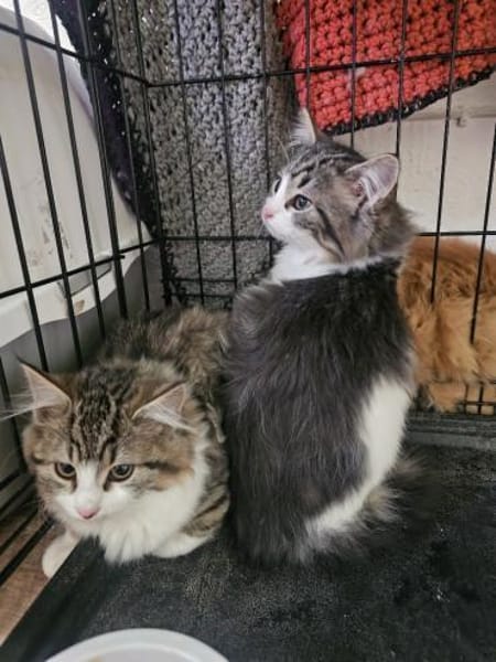 ABBY&PIXIE - Zwei Herzensbrecherinnen!