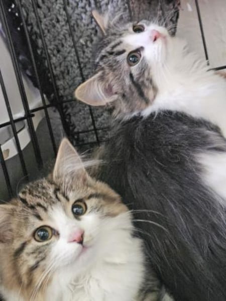 ABBY&PIXIE - Zwei Herzensbrecherinnen!