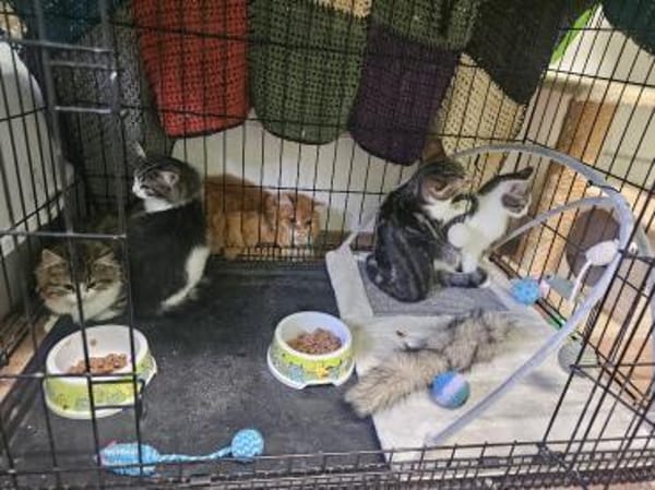 ABBY&PIXIE - Zwei Herzensbrecherinnen!