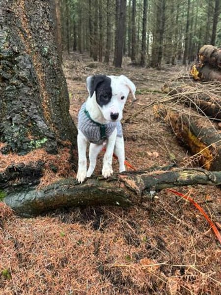 Enzo sucht sein Für-immer-Zuhause 🐾