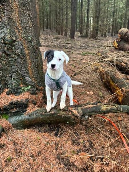 Enzo sucht sein Für-immer-Zuhause 🐾