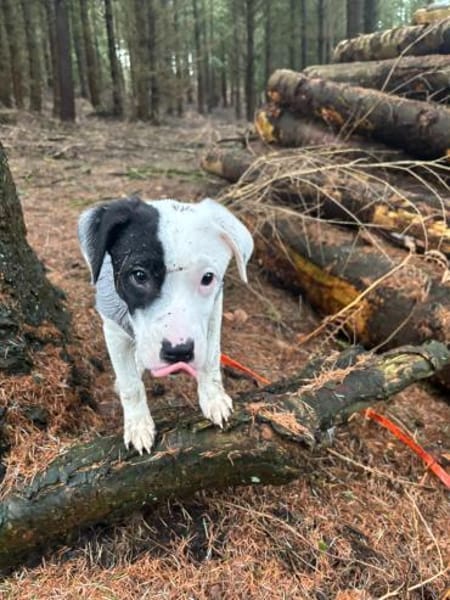 Enzo sucht sein Für-immer-Zuhause 🐾