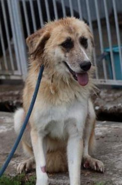 Guave - hübsche Familienhündin