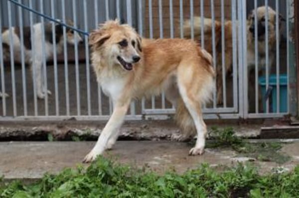 Guave - hübsche Familienhündin