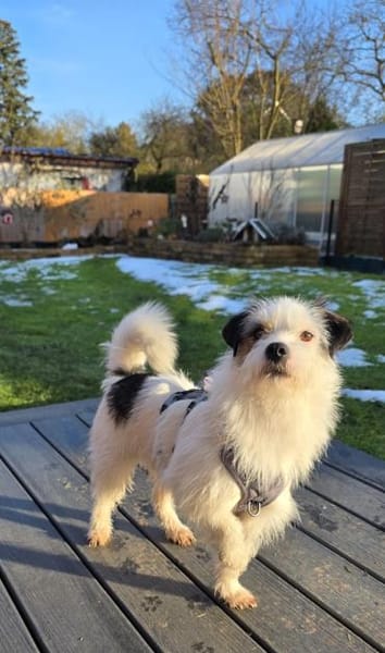 Thommi hat viel erlebt