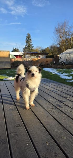 Thommi hat viel erlebt