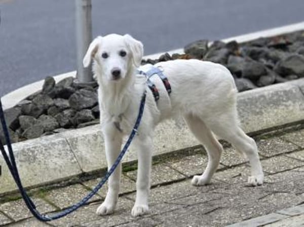 Familie für Tofu gesucht