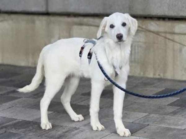 Familie für Tofu gesucht