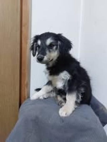 💕Ernie💕 sucht ihre Menschen ❤