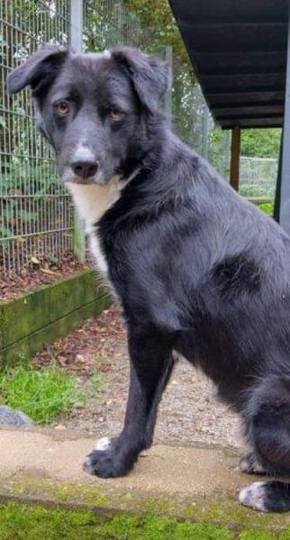 FELIX sucht seine Menschen