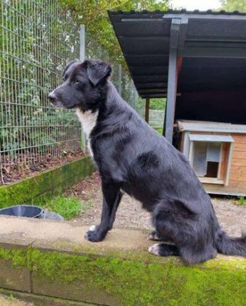 FELIX sucht seine Menschen