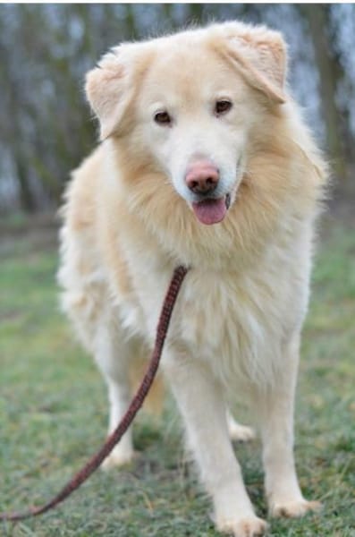 Retrievermischling Koko sucht Familie