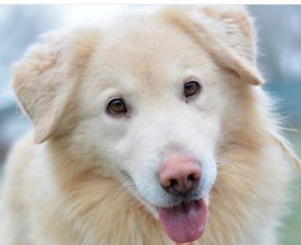 Retrievermischling Koko sucht Familie