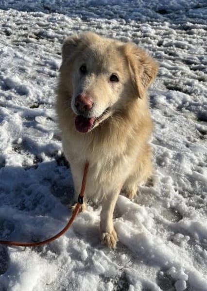 Retrievermischling Koko sucht Familie